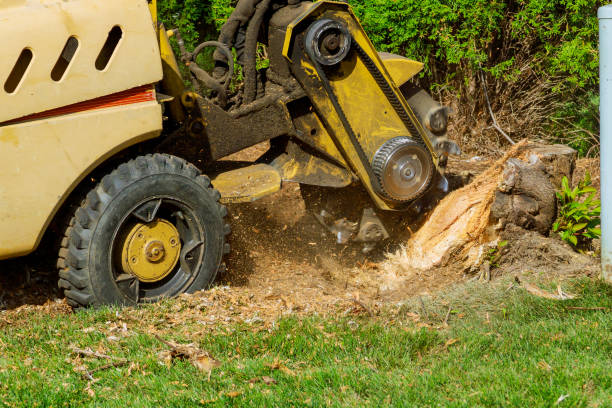 Best Leaf Removal  in Maben, MS