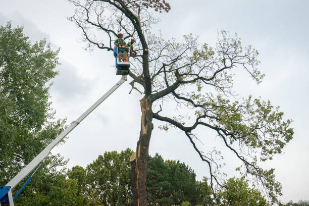 Best Tree Fertilization  in Maben, MS